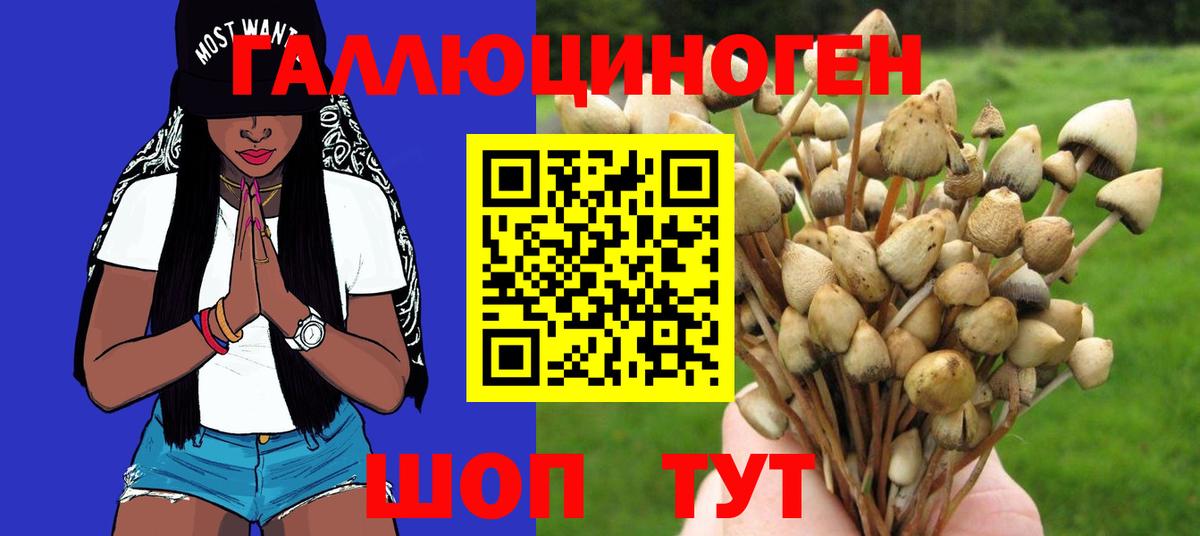 Галлюциногенные грибы Psilocybe Москва